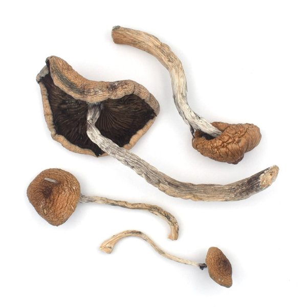 B+ psilocybin mushroom for sale