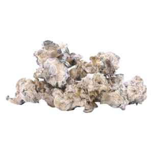 Enigma mushroom for sale online