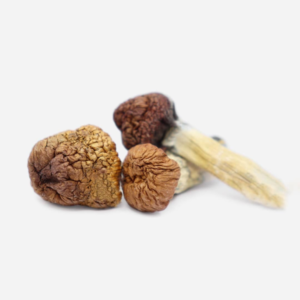 best shroom store online